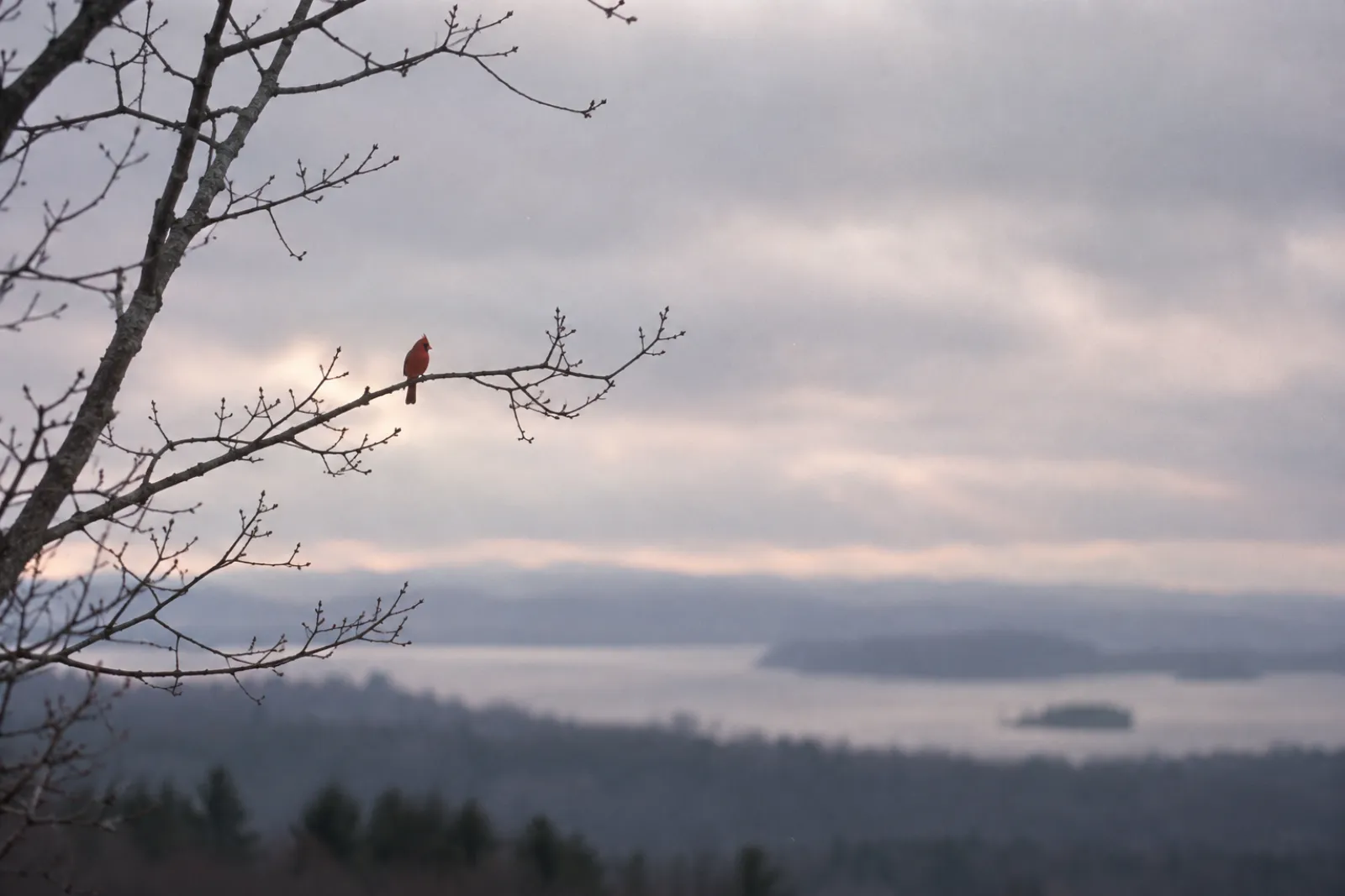 A cardinal on a bare branch against an overcast pearl sky, long lens