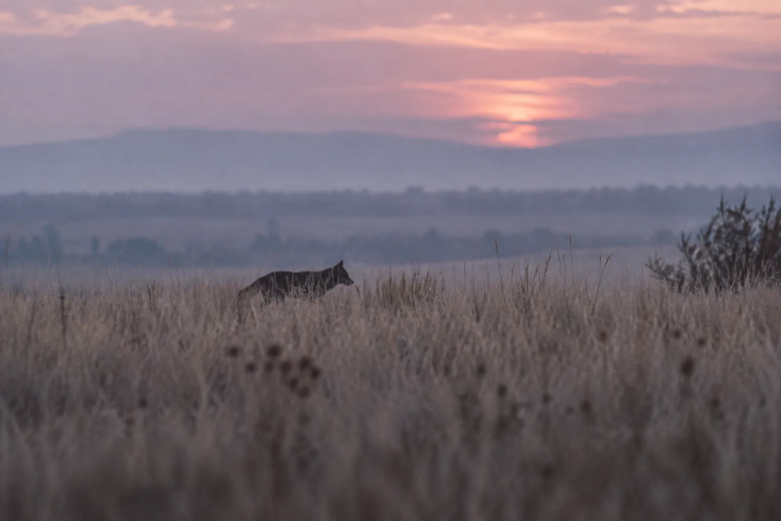 Tall dry grass at dusk with a dark shape moving through it far away